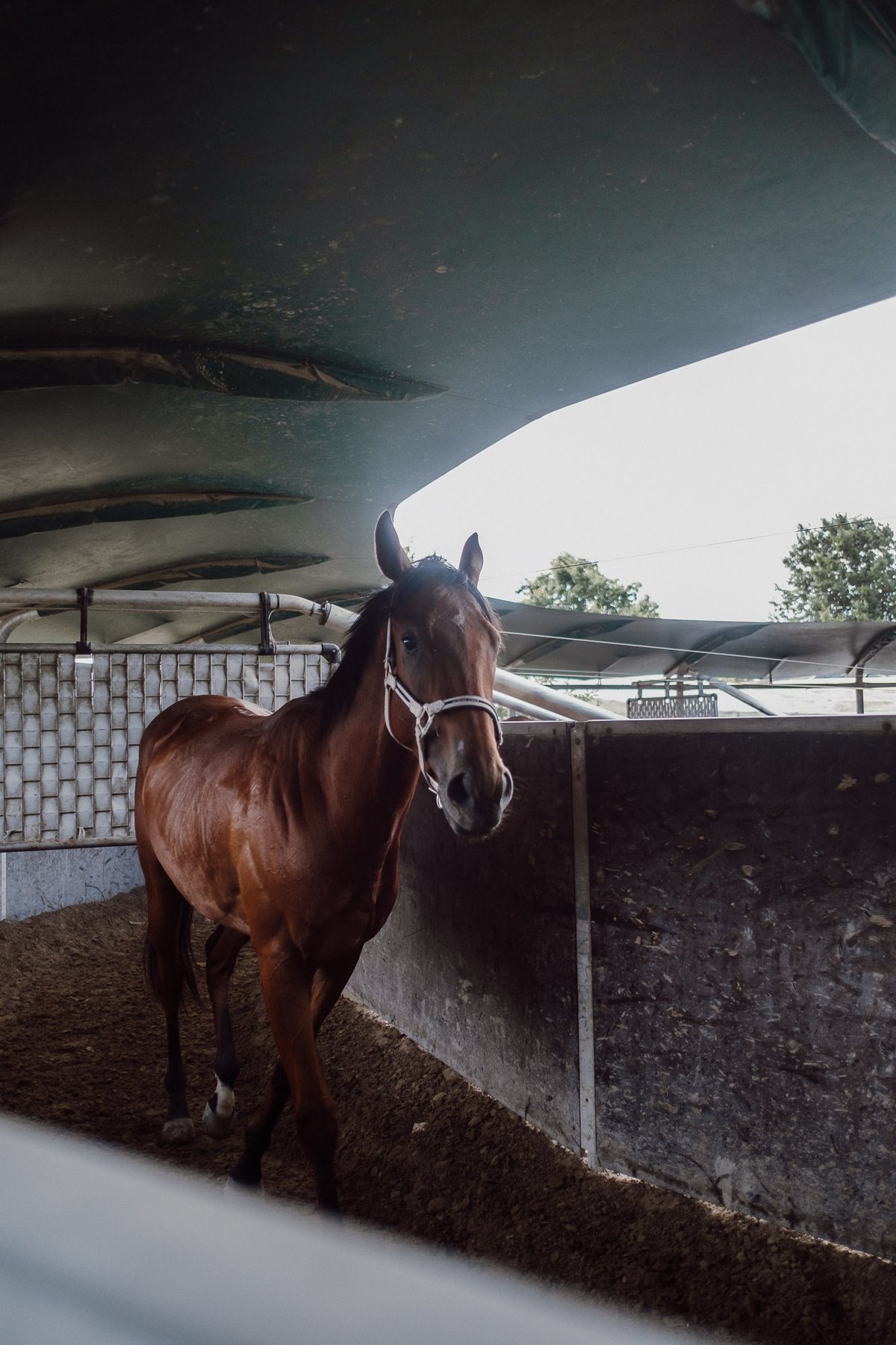 Cavallo nella giostra coperta
