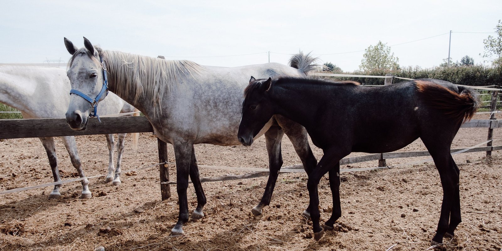 Una fattrice grigia e un puledro nel paddock