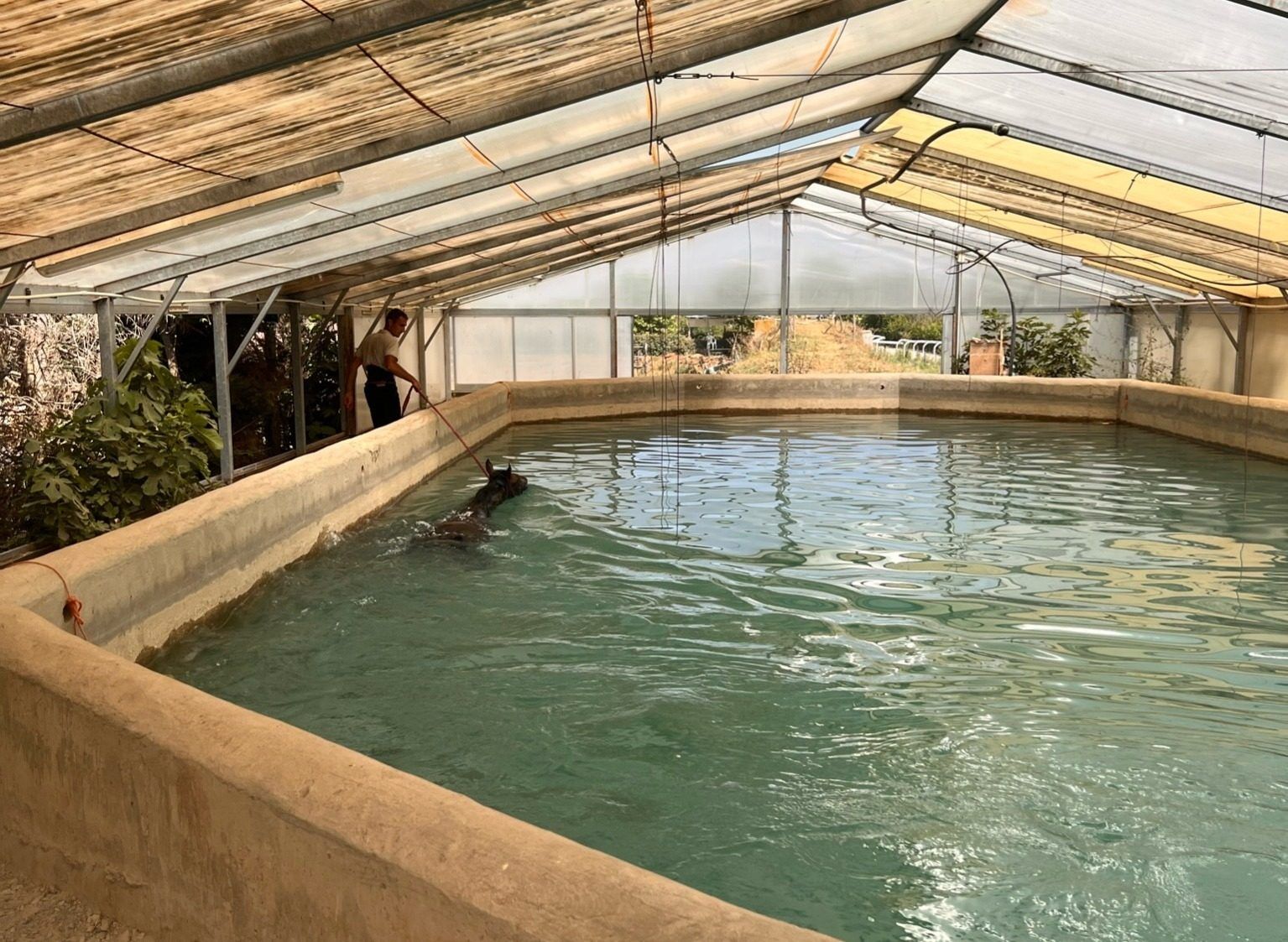 Interno della piscina coperta, con cavallo condotto in acqua