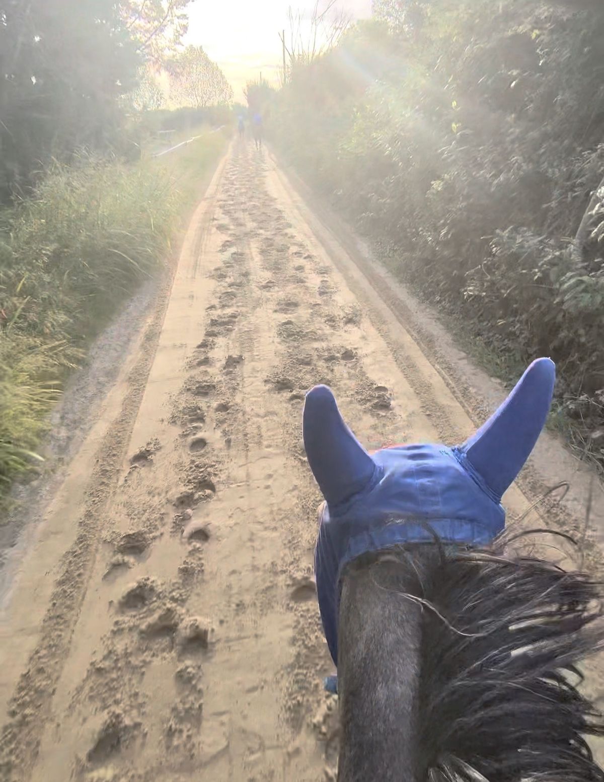 Vista dal dorso del cavallo lungo il sentiero di allenamento all'alba