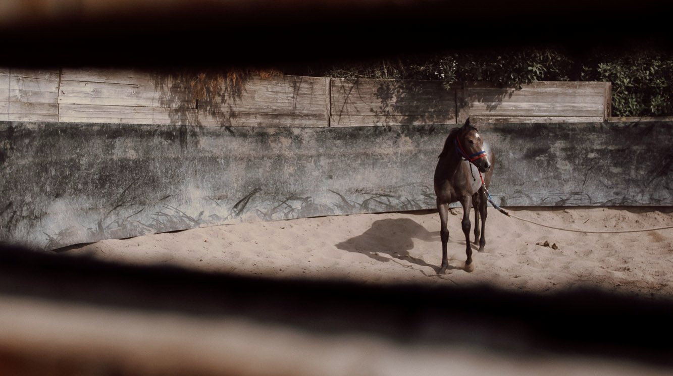 Un cavallo al lavoro nel tondino, visto tra le assi del recinto