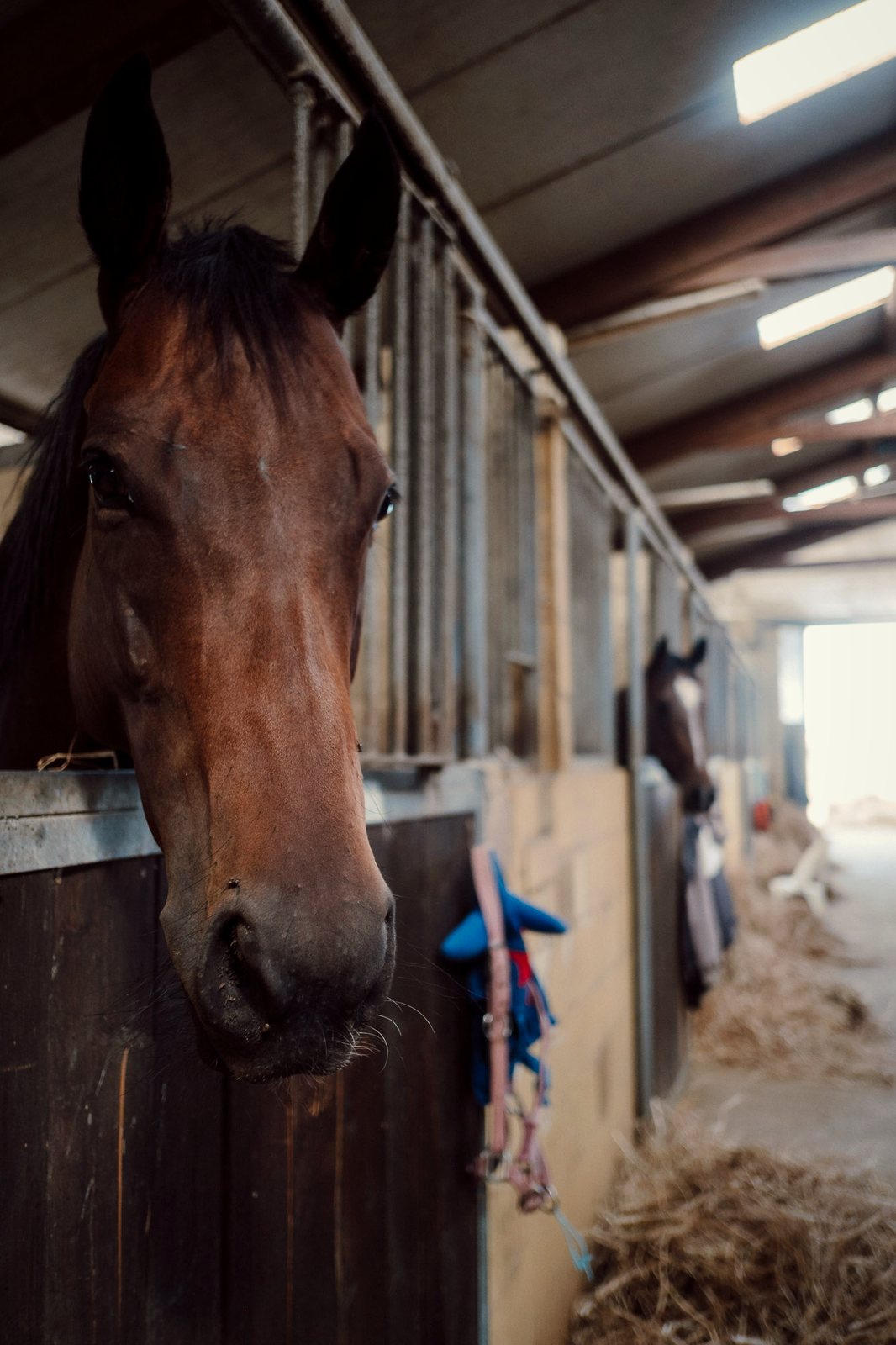 Un cavallo affacciato al box