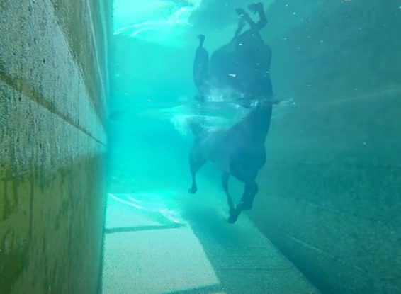 Cavallo che nuota in piscina, ripreso da sott'acqua