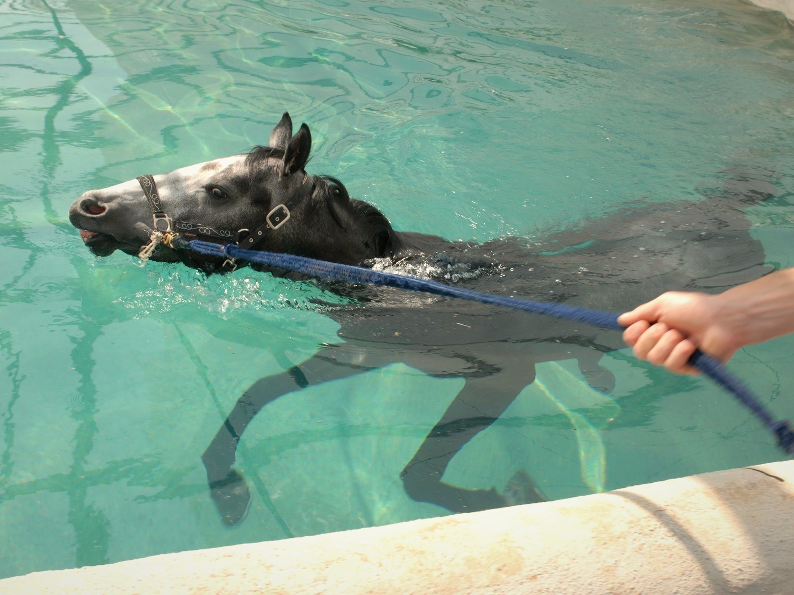 Cavallo che nuota nella piscina, accompagnato alla longhina
