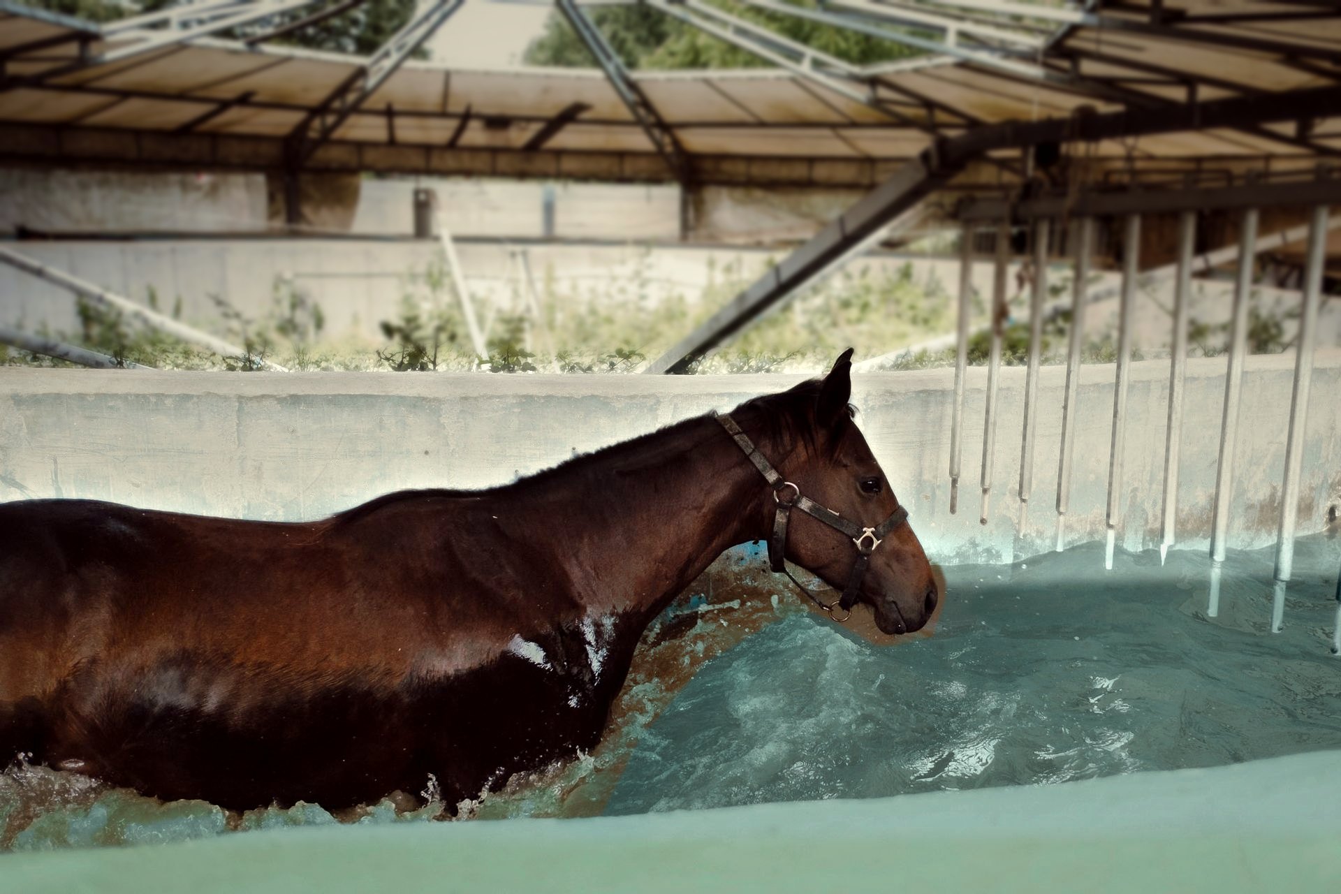Cavallo nel water walker, la corsia con pareti in acqua per il ricondizionamento