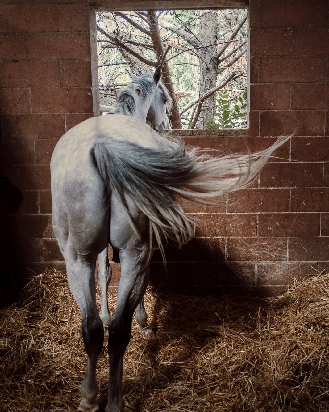Cavallo grigio nel suo box, affacciato alla finestra
