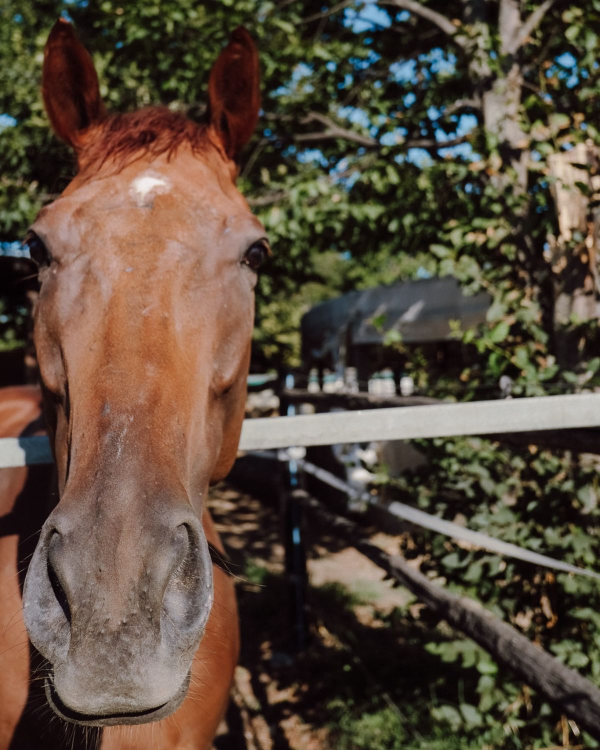 Cavallo al paddock di Scuderia Clodia