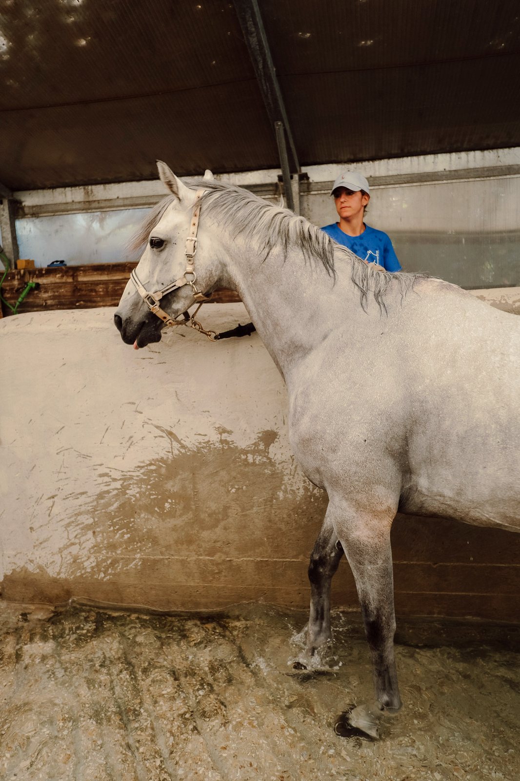Cavallo grigio dopo il lavoro in acqua