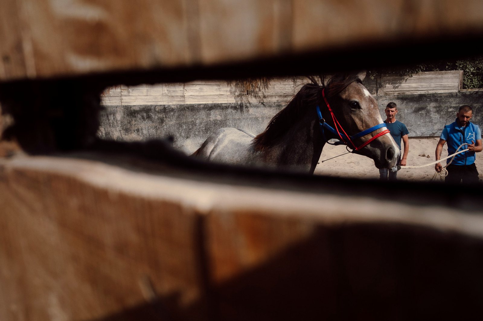 Un cavallo al lavoro nel tondino, seguito da due persone dello staff