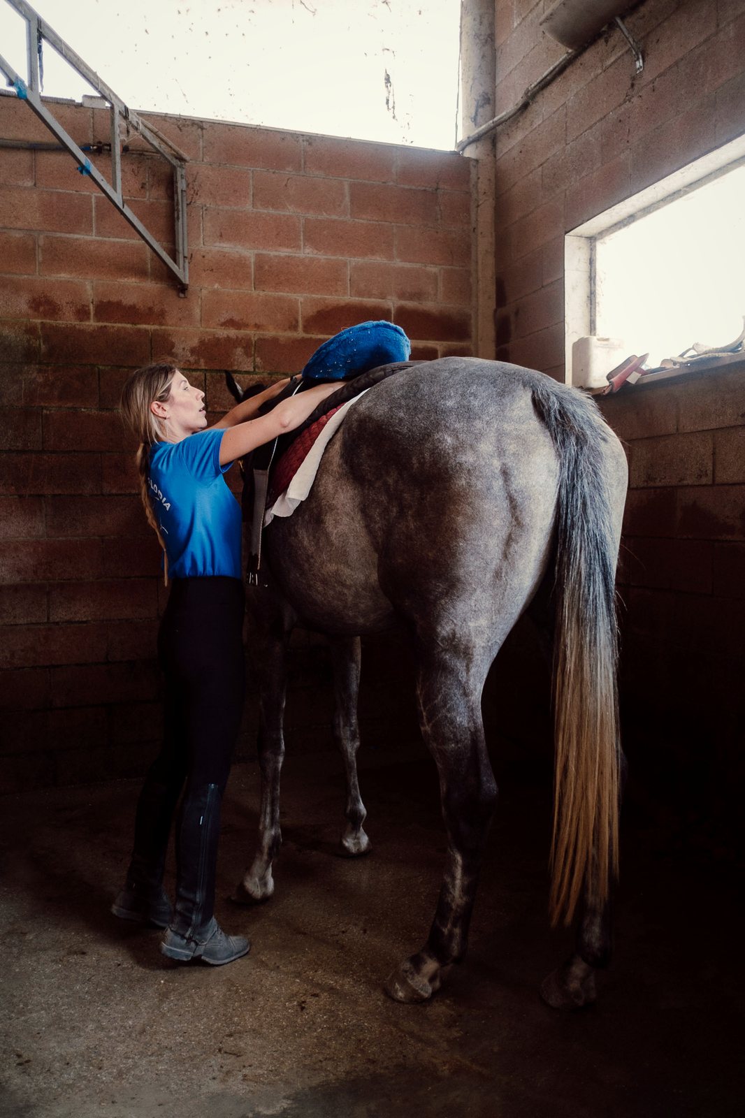 Preparazione del cavallo nel box prima del lavoro